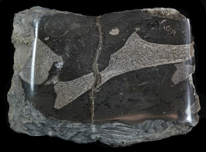Jurassic Marine Reptile Bones In Cross-Section - Whitby, England #49190